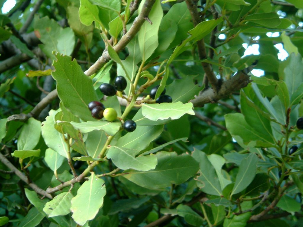 laurel tree